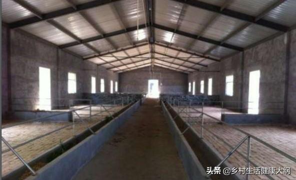 农户舍饲养羊配套技术:农村养羊，没有草场，如果圈养怎样才能降低成本，增加收入？