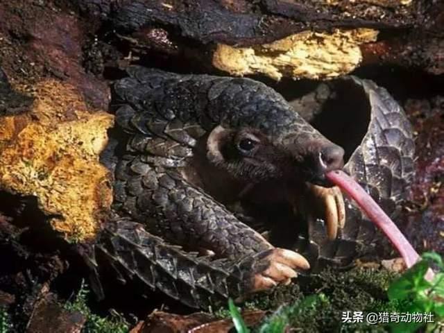 南非犰狳蜥:世界上存在过哪些奇特的古生物？ 南非犰狳蜥蜴
