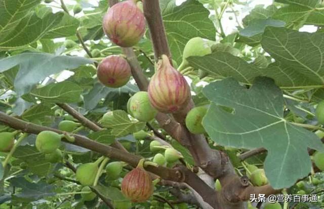 便秘可以吃无花果吗？怎么吃？有哪些吃法？