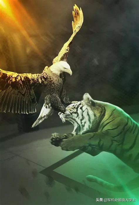 老鹰会攻击人吗，最大的老鹰与老虎战斗，会怎么样？