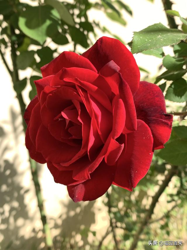 玫瑰花的特点是什么，玫瑰、蔷薇、月季它们各自有什么不同如何区分
