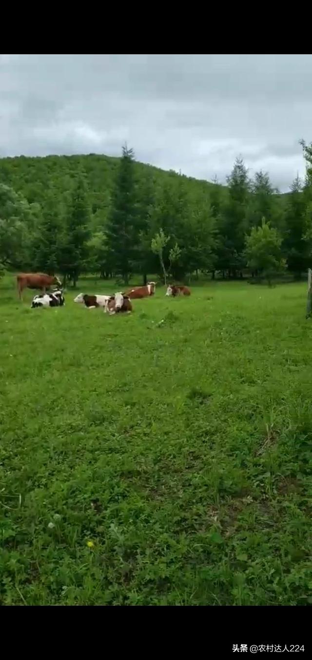 沙皮犬 奶牛场小公牛:农村家庭养殖户的奶牛进入发情期，遇到公牛生病了应该怎么处理？ 买一条骨嘴沙皮犬