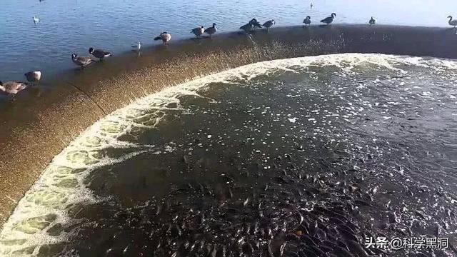 礼露 斑马贝:听说非洲贻贝泛滥，当地人饿死不吃，在中国却是美食，是真的吗？