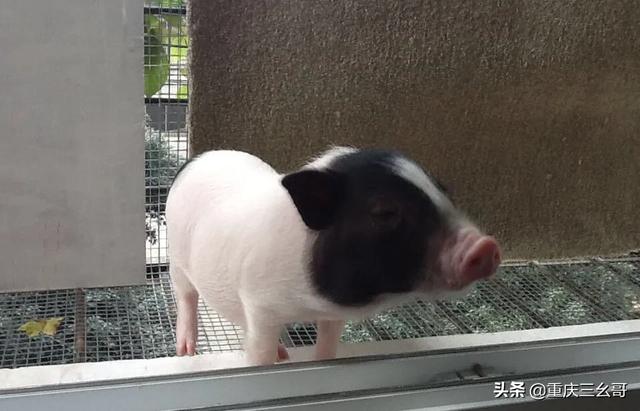 粉色迷你小香猪头像:香猪养殖怎么样，香猪养殖前景如何？