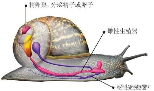 非洲巨蜗牛:蜗牛交配，为什么要发射飞镖刺伤对方