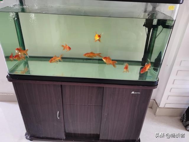 头条问答 家养金鱼可以活几年 该怎么养 畅谈者的回答 0赞