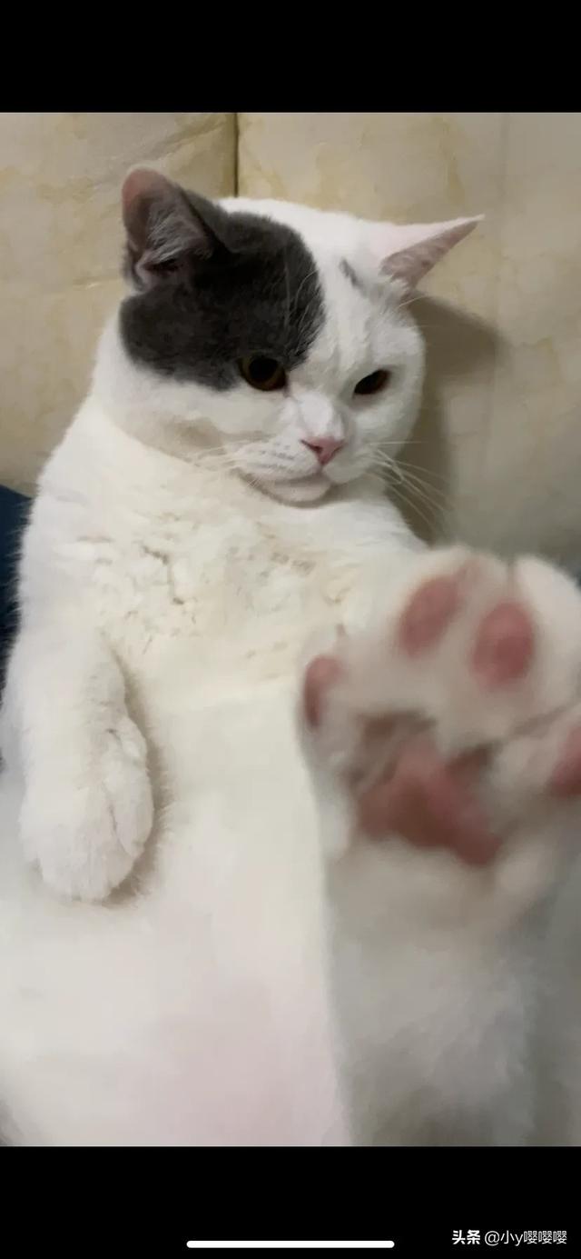 德文卷毛猫为什么晚上一直叫:小猫晚上总是叫，怎么办？