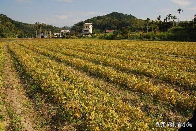 头条问答 水稻田边种植大豆有什么好处吗 铺子的回答 0赞