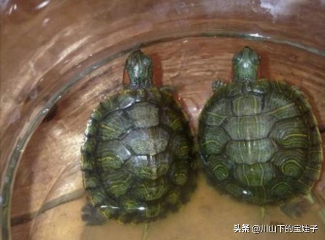 枫叶龟饲养方法:宠物龟应该如何饲养最佳呢？