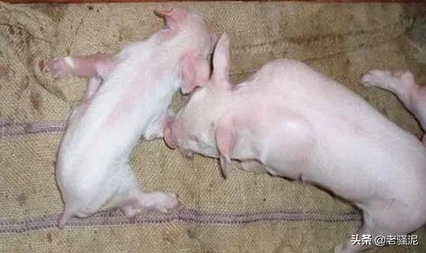 伪狂犬病发病症状前兆:刚出生小猪伪狂犬中毒怎么处理？