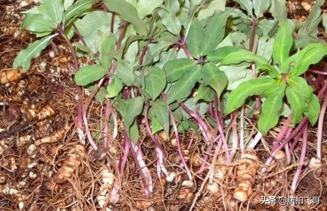 四季海棠茎腐病怎么治:又到了重楼茎基腐病的高发期了？您做好防治准备了吗？