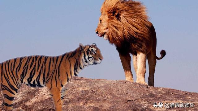 老虎在非洲能生存吗，一头非常壮年的森林之王东北虎，一次能杀死30只非洲雄狮吗