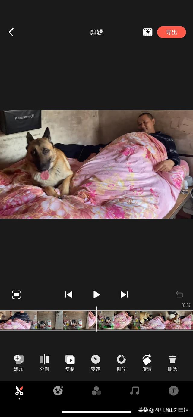 为什么有人想养马犬但是却不敢养？