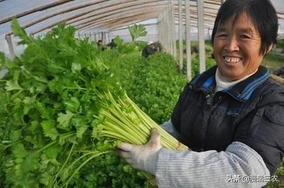 软腐病:软腐病用什么杀菌剂 芹菜栽培，什么原因会引发软腐病，如何识别和防治芹菜软腐病？