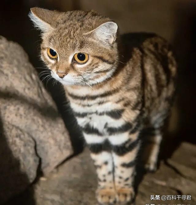 薮猫 口头禅:为什么人类不驯化猞猁、狞猫、薮猫等野生猫科动物为宠物？