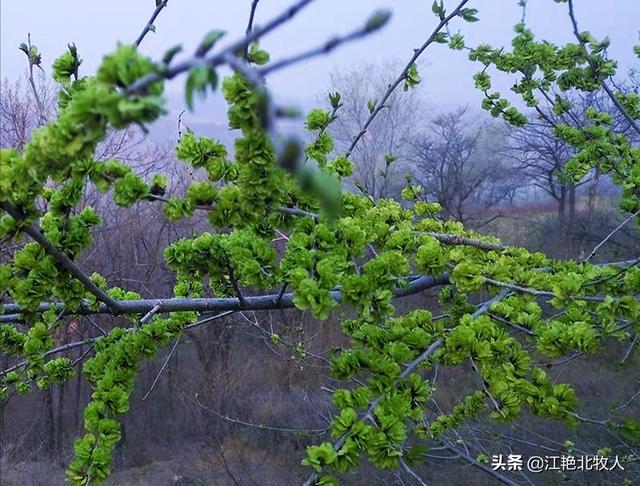 榆钱树 成熟图片