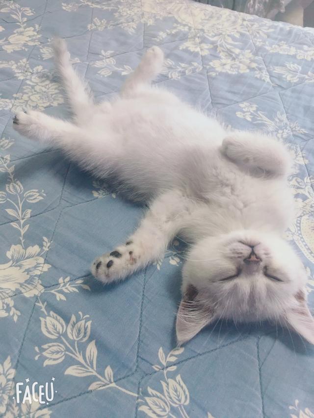短尾猫能不能养:短毛猫要怎么养？因为我是第一次养猫，所以不是很清楚？