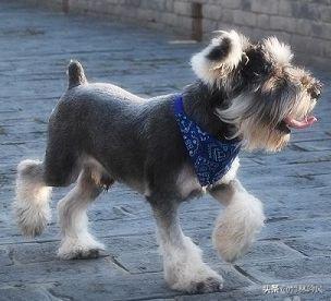 雪纳瑞狗:小型犬哪种好养又可爱？雪纳瑞怎么样？
