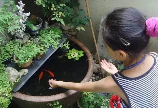 蜈蚣草图片:蜈蚣草图片的使用方法 古法养鱼，缸水变绿了怎么办？