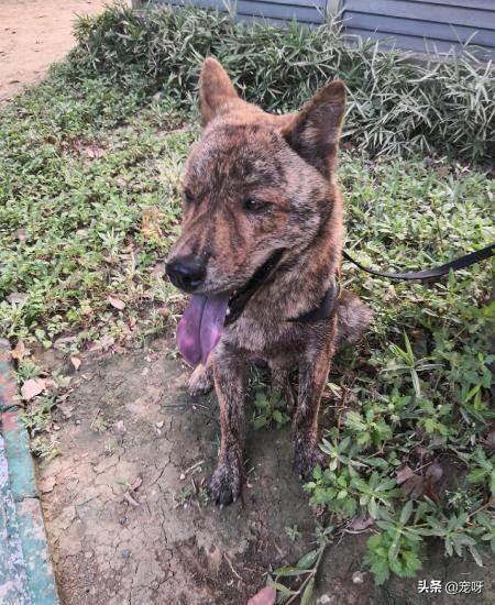 虎斑波尔多犬价格:虎斑犬有哪些缺点？为什么？