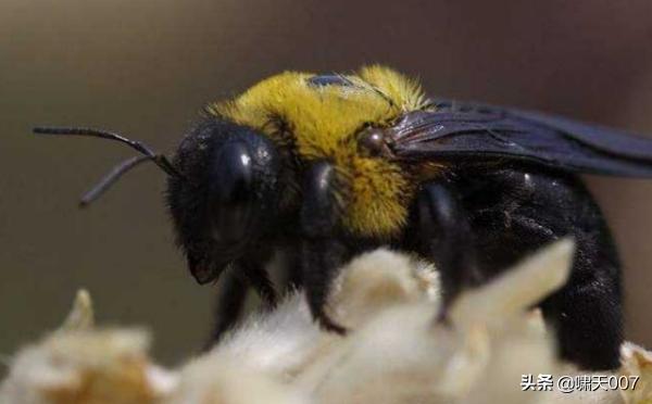 蜜蜂里的黑蜂好吗