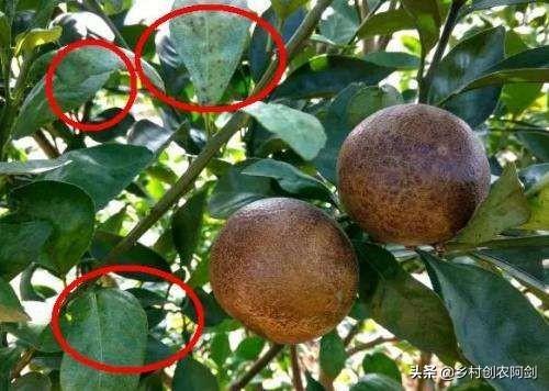 锈壁虱用何种药:锈壁虱专用药有哪些 柑橘锈壁虱发生正当时，要如何防治才能确保柑橘的高品质和产量？