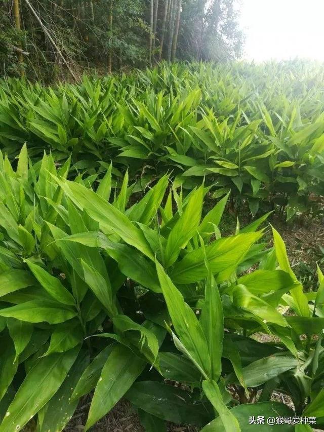 阳荷种植前景怎么样，洋荷的经济价值挺高的，如何种植产量高呢