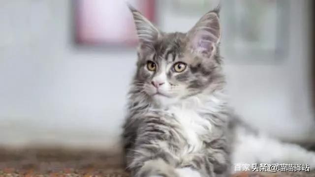 缅因猫如何喂养:小布偶猫为什么这么丑，布偶怎么发腮爆毛？