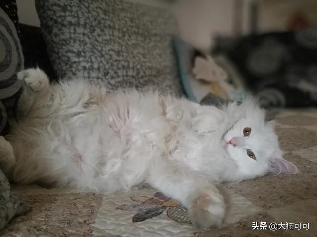 猫耳属性无修版小游戏攻略:猫耳洞是什么样子的，为什么叫猫耳洞？