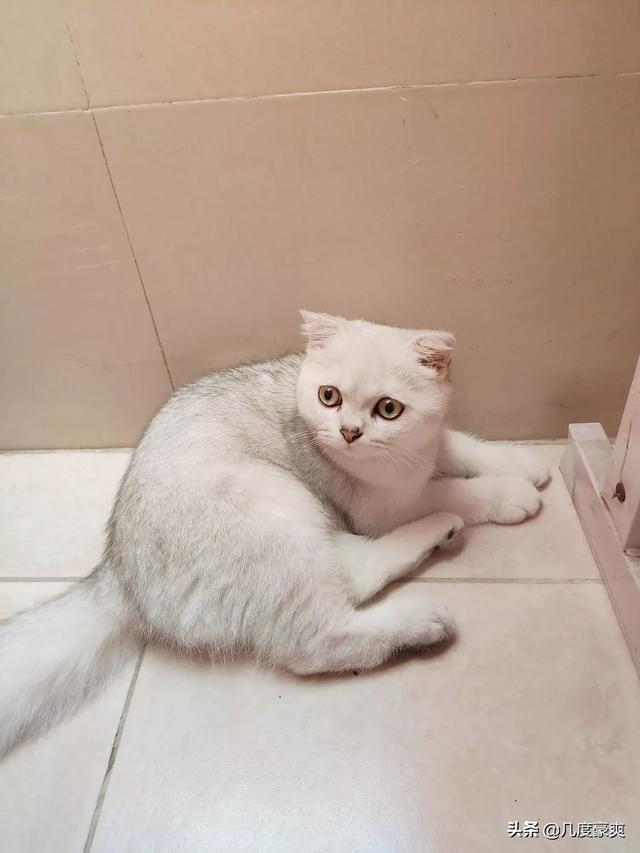 猫耳朵里面黑色的硬块:怎么知道猫咪耳朵里有没有耳螨？
