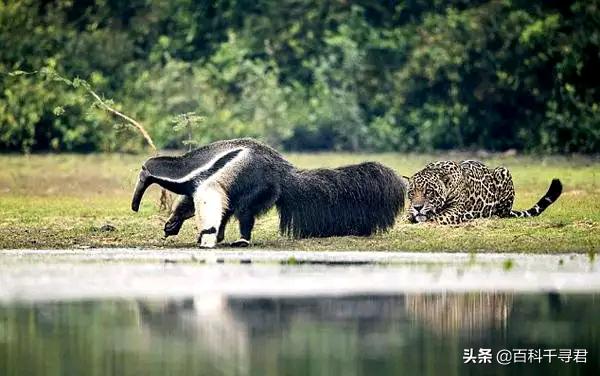有哪些看起来战五渣，实际战斗力爆表的生物？
