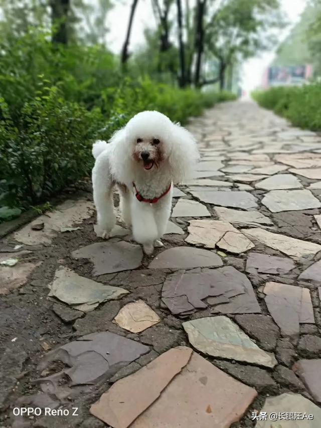 优爵狗粮项目介绍:你家狗狗吃的哪个牌子的狗粮？