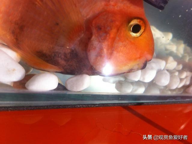 金刚鹦鹉鱼生病的征兆:我家血鹦鹉得了白点病怎么治？ 金刚鹦鹉鱼身体发白是怎么回事