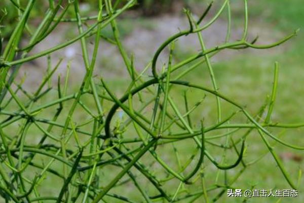 光棍树:光棍树是什么样的一种植物？