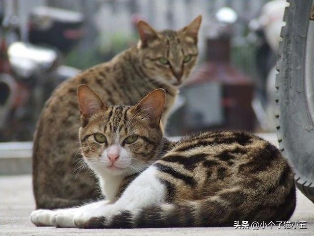 哪十种猫最聪明？