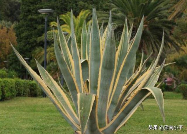 龙舌兰的养殖方法是什么:龙舌兰赖光（雷光）盆栽应该怎么养护？怎么分侧芽？