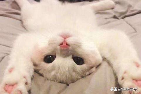猫癣:宠物店治猫癣贵吗？猫咪长癣是不是一定要去宠物店处理呢？