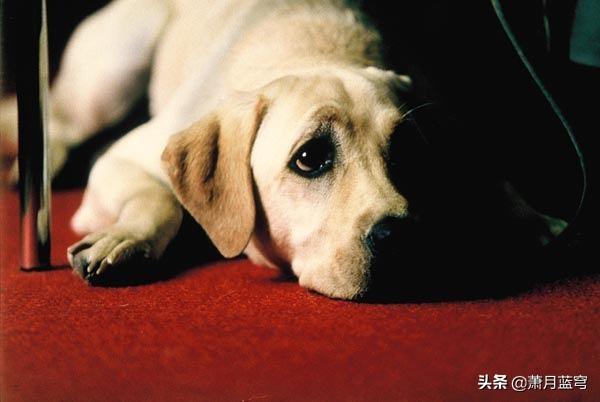 奥达猎犬好养吗:奥达猎犬优点和缺点 想养狗，推荐几种一养就熟的有没有？