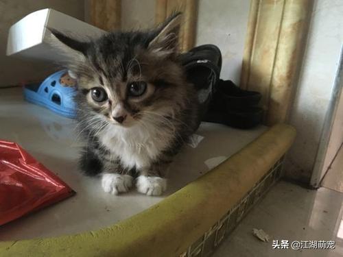 暗中观察 橘猫:有没有什么时候觉得喵主子是关心你的？