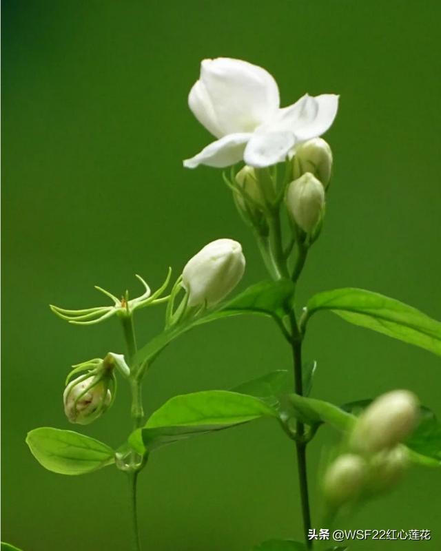茉莉花喜阴还是喜阳呢,平时应该放在哪里养,阳台可以吗？