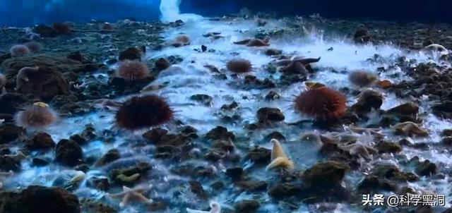南极附近的死亡冰柱是怎么回事？为什么能杀死那么多生物？