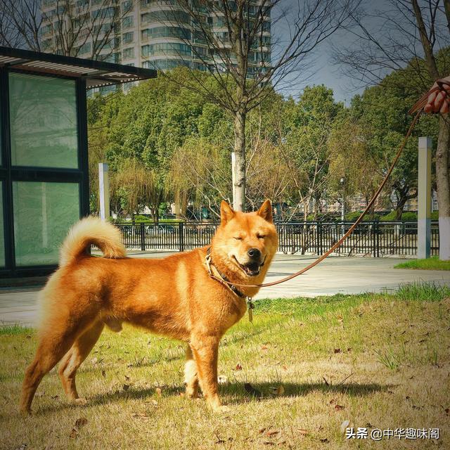 中华田园犬为什么禁养:如何看待安徽合肥拟禁养中华田园犬等将近40种犬种？