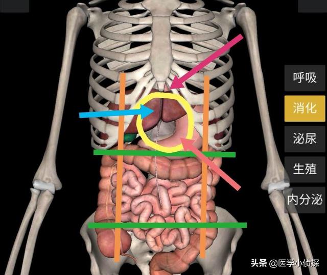 头条问答 - 心窝正中痛是怎么回事?(79个回答)