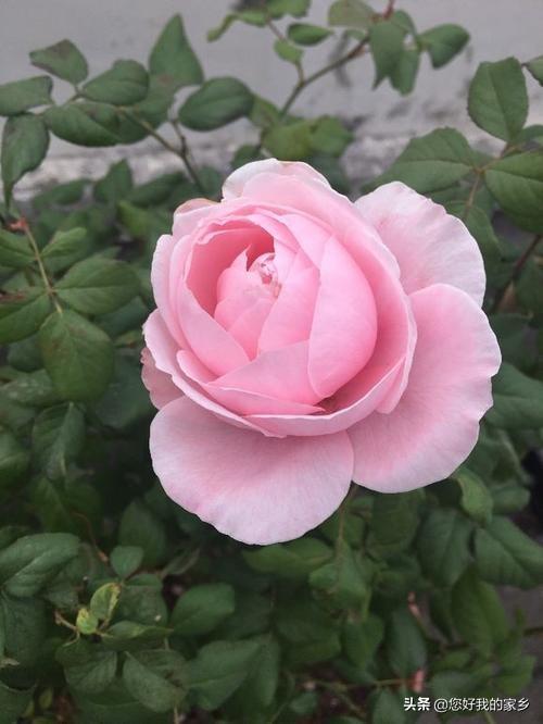 最香的几款月季品种是什么？插图83