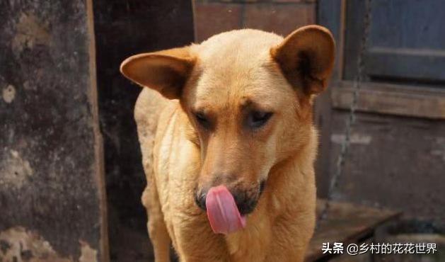 上户蜘蛛:春天若有“四喜”进门，家中必出能人，农村俗语中说的是哪四喜？