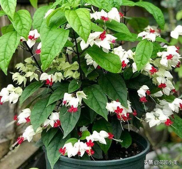 头条问答 盆栽的龙吐珠花 一晒太阳叶子就打蔫儿 到底应该怎么养 花匠小美的回答 0赞