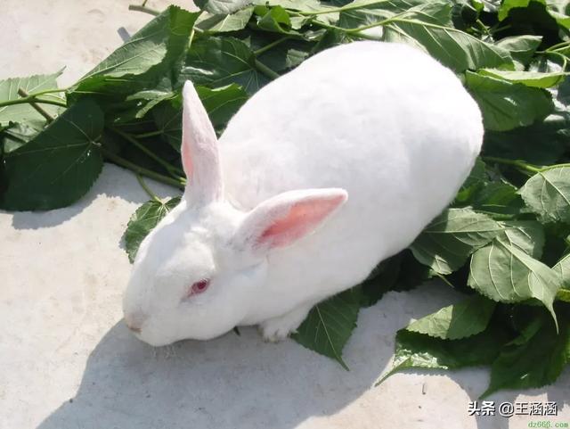 塞北兔:猪和兔子的距离隔20米可以一起养吗？能养在一起吗？ 塞北兔能长多少斤
