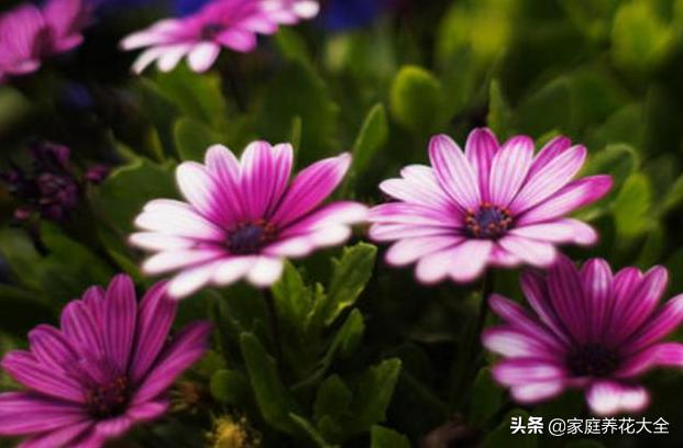 瓜叶菊图片:怎样养殖瓜叶菊比较好？瓜叶菊有什么作用？