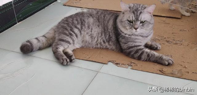 适合英短蓝猫幼猫猫粮:第一次养猫，5月龄的英短幼猫吃什么猫粮好？ 英短蓝猫幼猫猫粮哪个牌子比较好