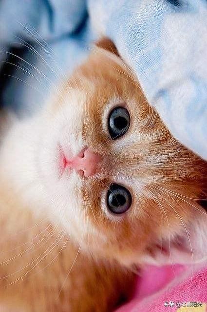 养一只电子宠物猫吧:最近有点闲，想养一只宠物，养什么好呢？